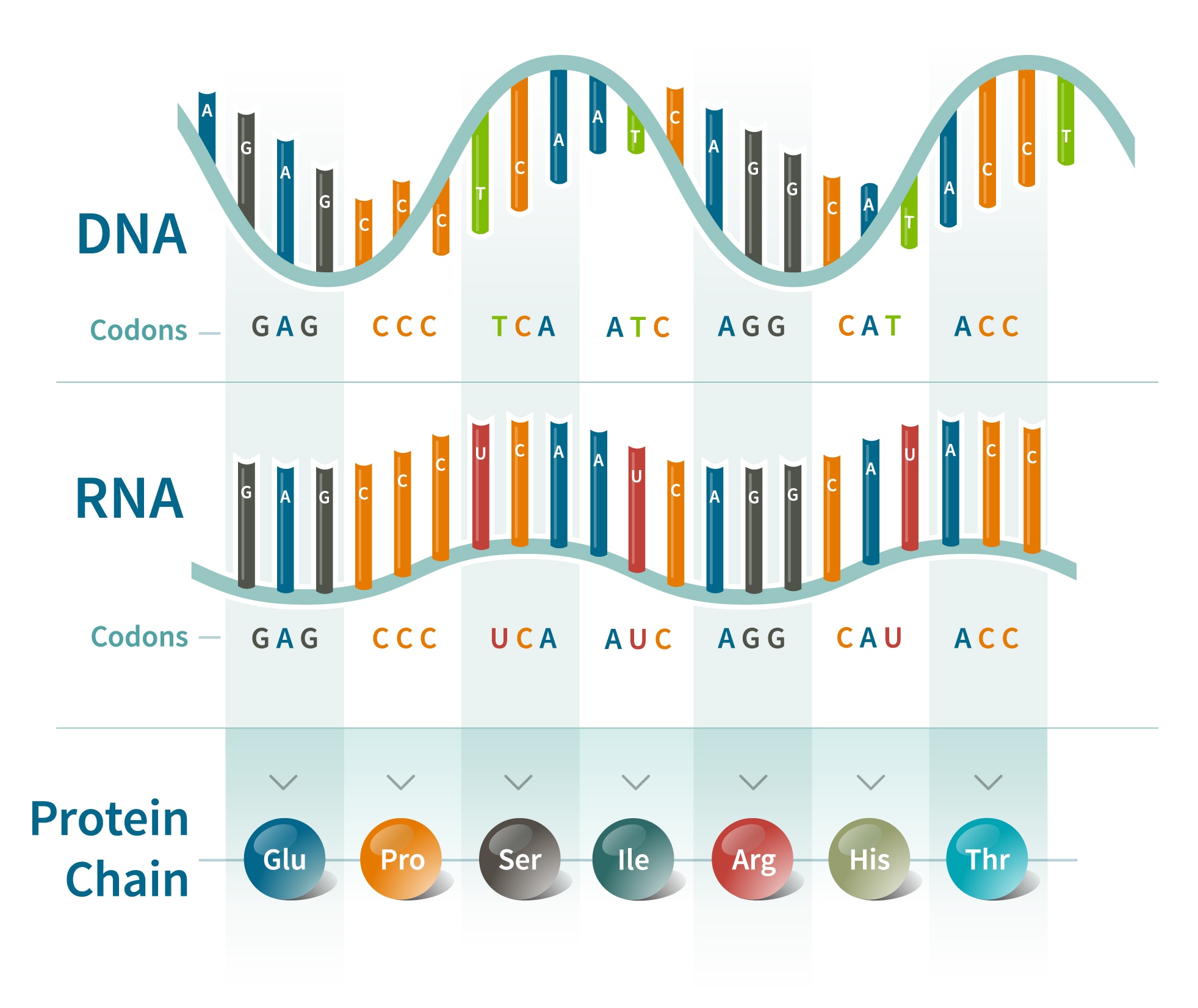 A DNA sequence grouped into codons, its corresponding RNA codons, and the amino acids in the resulting protein chain.