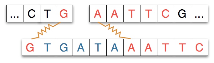 Two cut DNA fragments with complementary ends aligned to a DNA segment that will be inserted between them.
