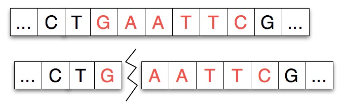 A DNA strand containing the EcoRI recognition sequence GAATTC, shown intact and cut between G and A.