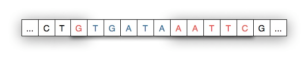 The recombined DNA strand after the inserted segment joins the two original fragments.